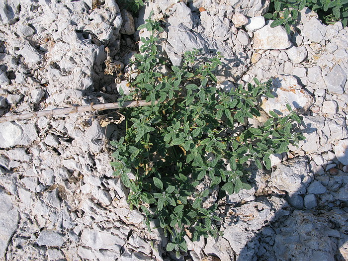 Tra ghi schizzi di mare...Glaucium flavum e Heliotropium...